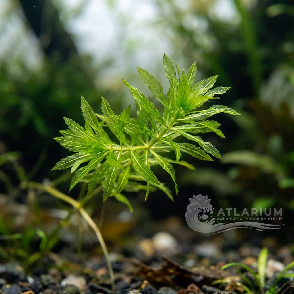 Najas indica (Najas indica)