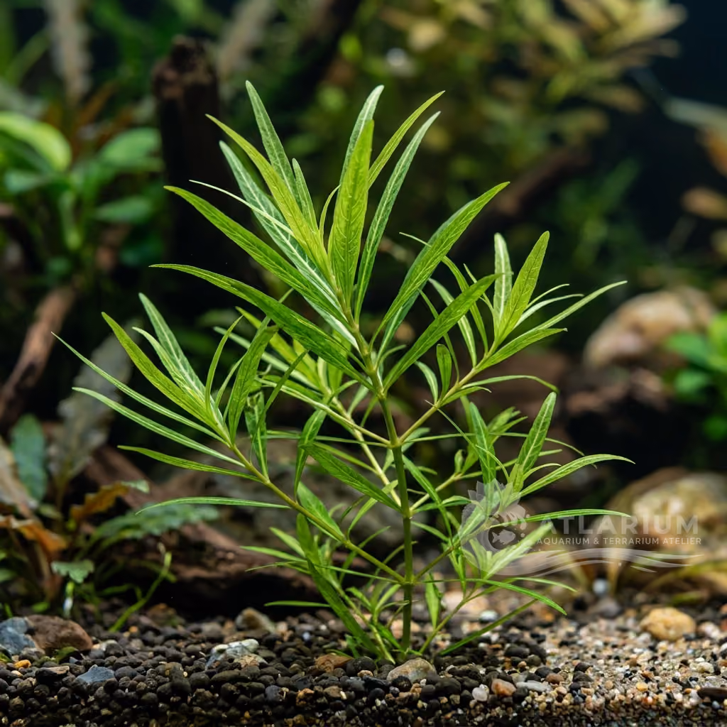 Nechamandra alternifolia subsp. angustifolia (Nechamandra alternifolia subsp. angustifolia)