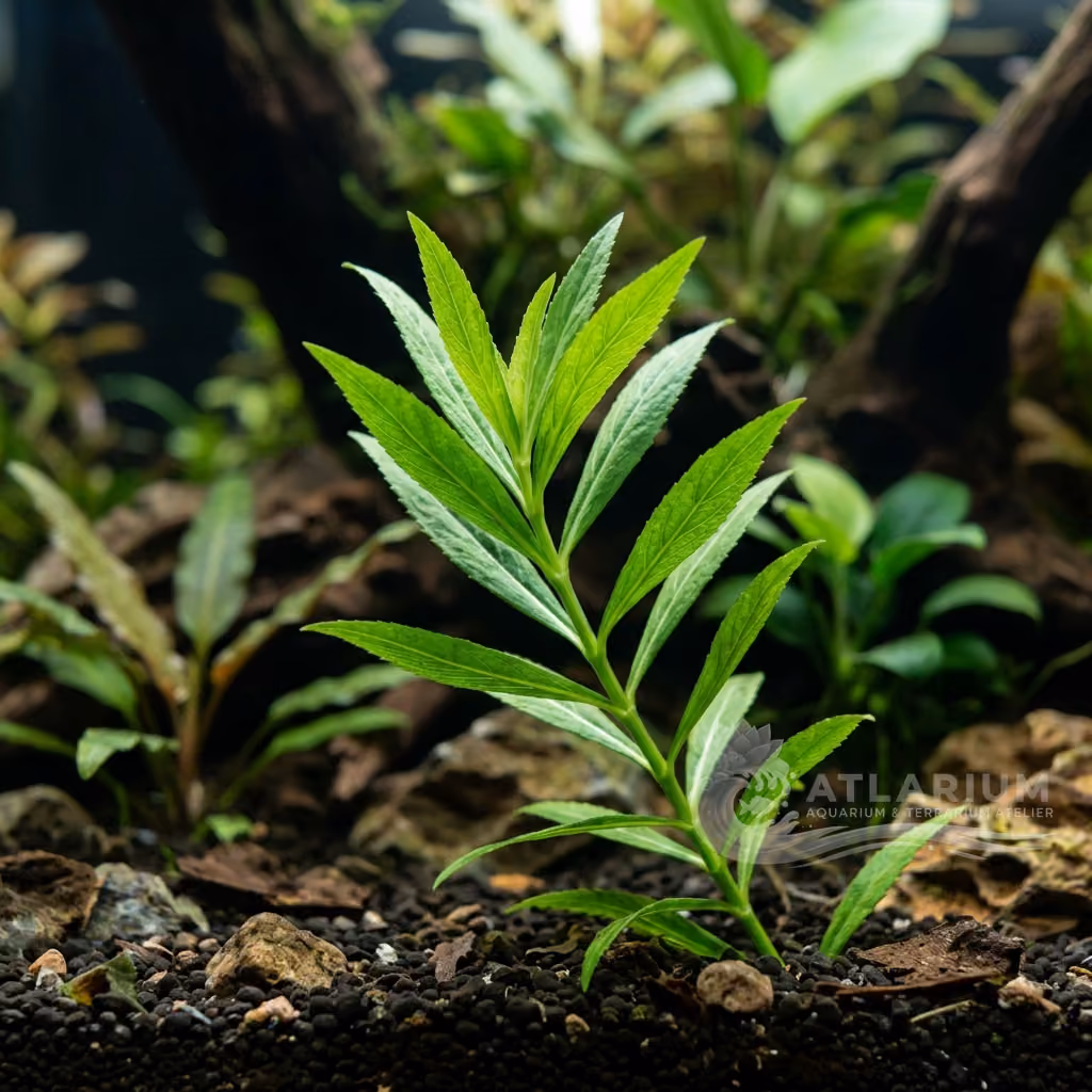 Physostegia purpurea (Physostegia purpurea)