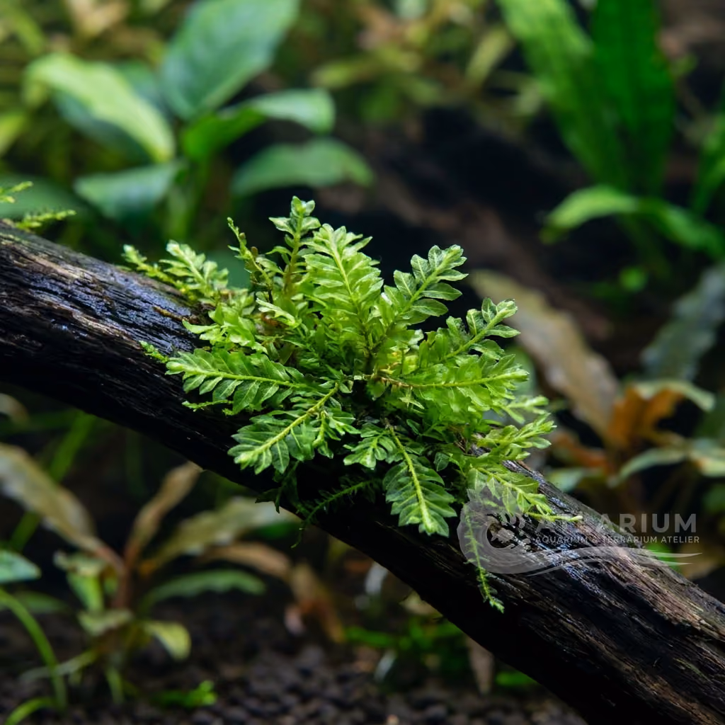 Pilotrichaceae sp. (Pilotrichaceae sp.)