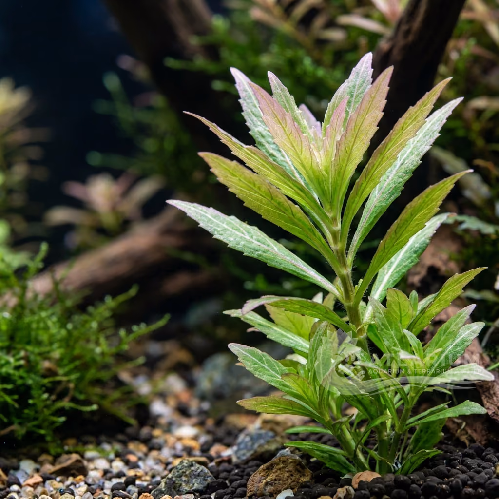 Pogostemon cf. pumilus (Pogostemon cf. pumilus)