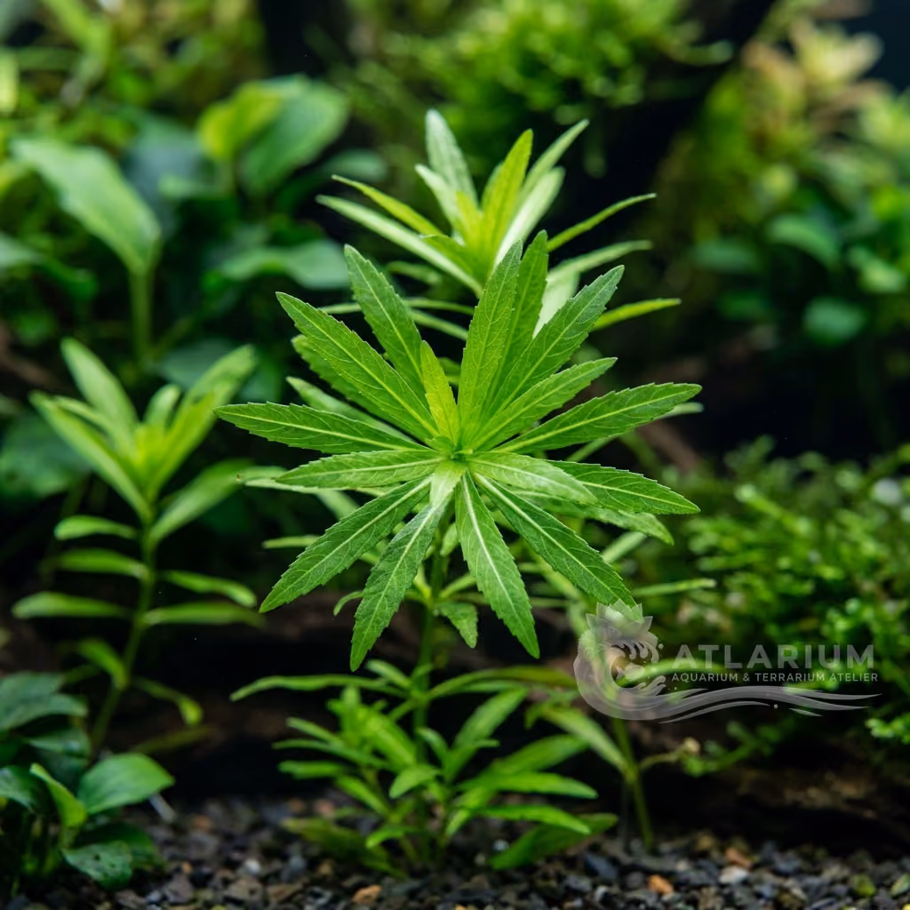 Pogostemon quadrifolius (Pogostemon quadrifolius)