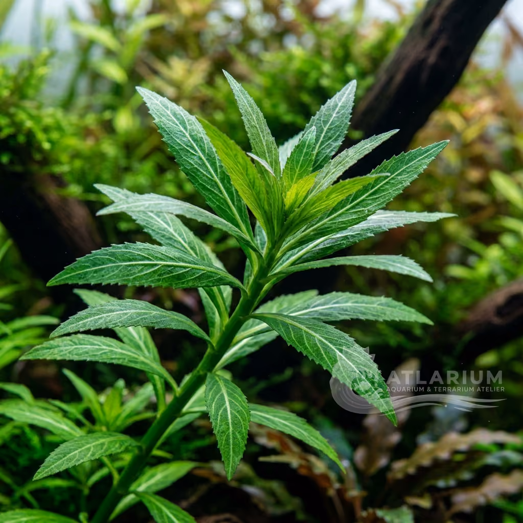 Pogostemon stellatus (Pogostemon stellatus)