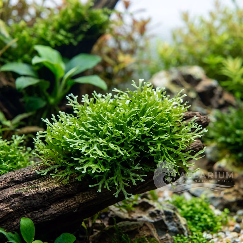 Riccardia chamedryfolia (Riccardia chamedryfolia)