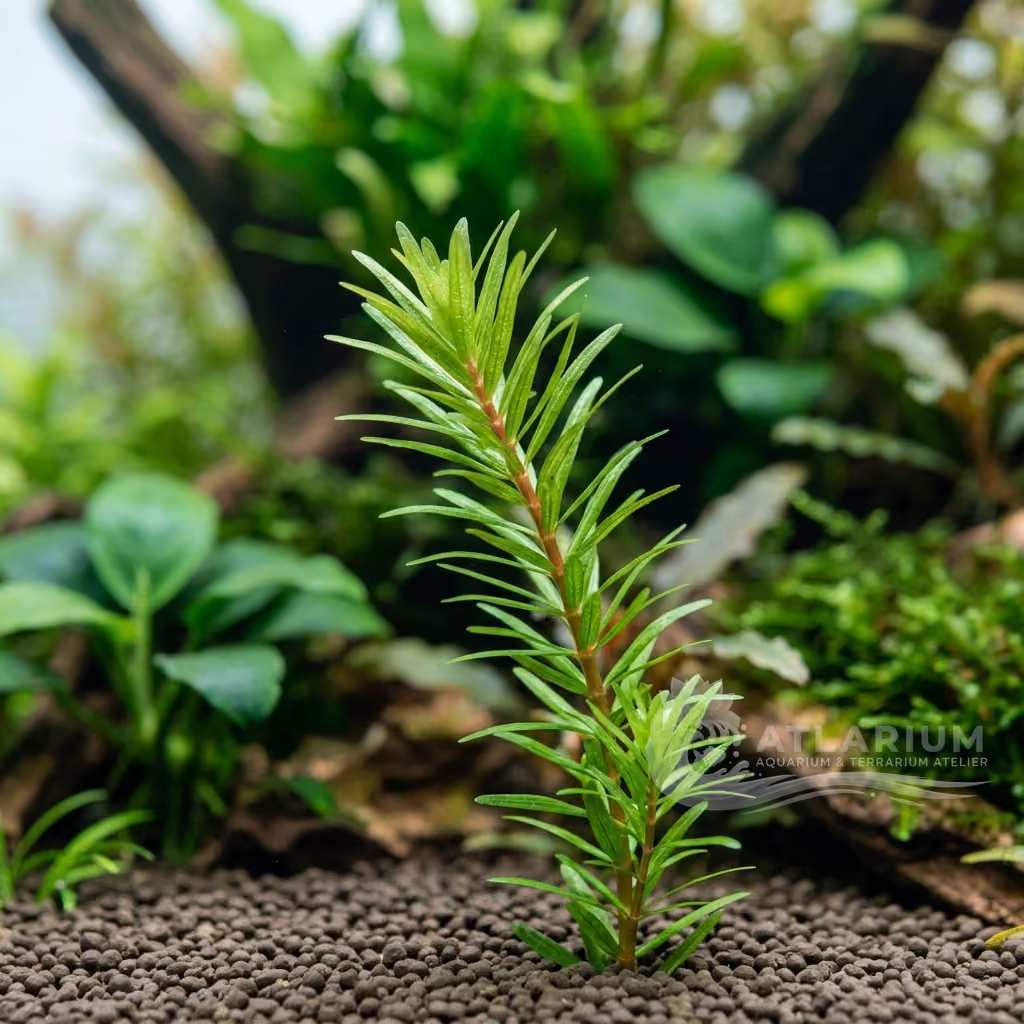 Rotala pusilla (Rotala pusilla)