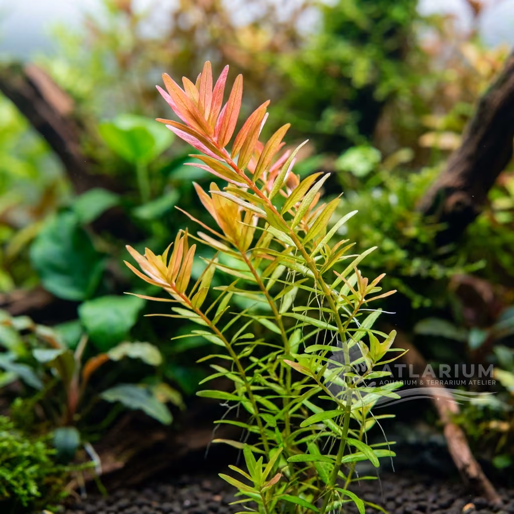 Rotala ramosior (Rotala ramosior)
