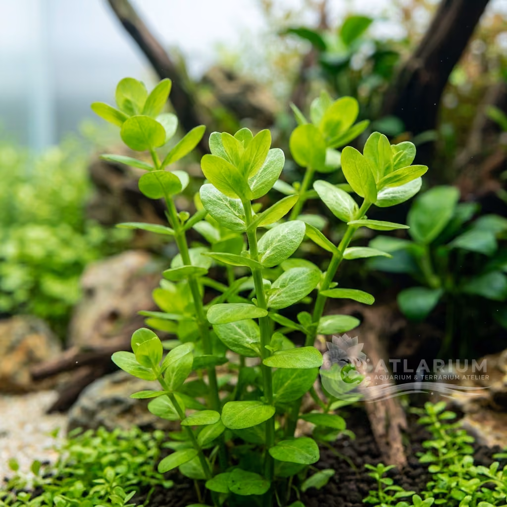 Rotala rotundifolia 'Green' (Rotala rotundifolia 'Green')