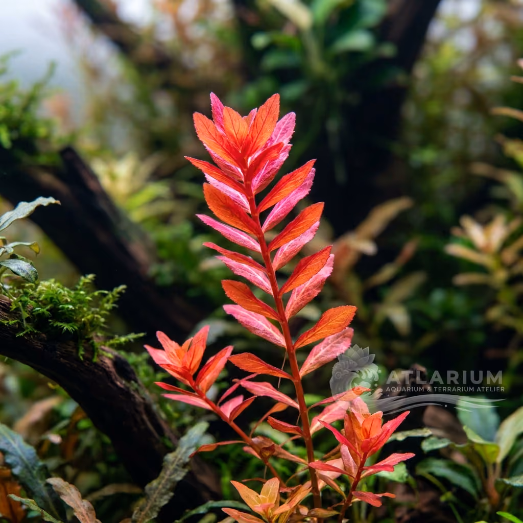 Rotala rotundifolia "H'Ra" ("Gia Lai") (Rotala rotundifolia "H'Ra" ("Gia Lai"))