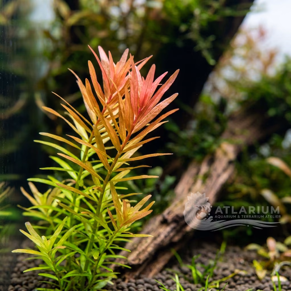 Rotala sp. "Araguaia" (Rotala sp. "Araguaia")