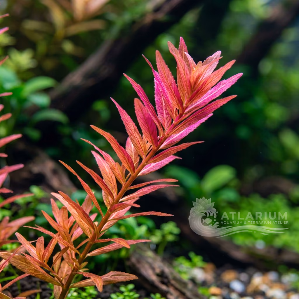 Rotala sp. 'Colorata' (Rotala sp. 'Colorata')