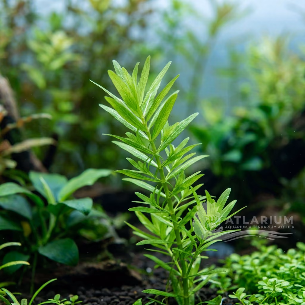 Rotala sp. 'Green' (Rotala sp. 'Green')