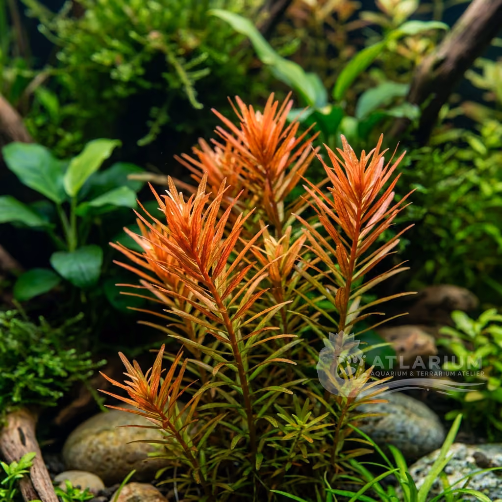Rotala sp. "H'Ra" ("Gia Lai") (Rotala sp. "H'Ra" ("Gia Lai"))