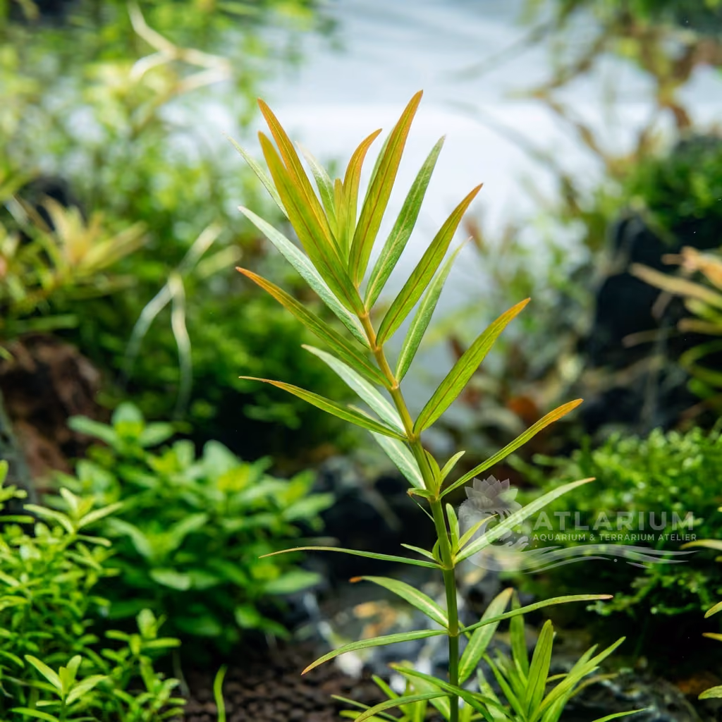 Rotala sp. "Long Leaf" (Rotala sp. "Long Leaf")