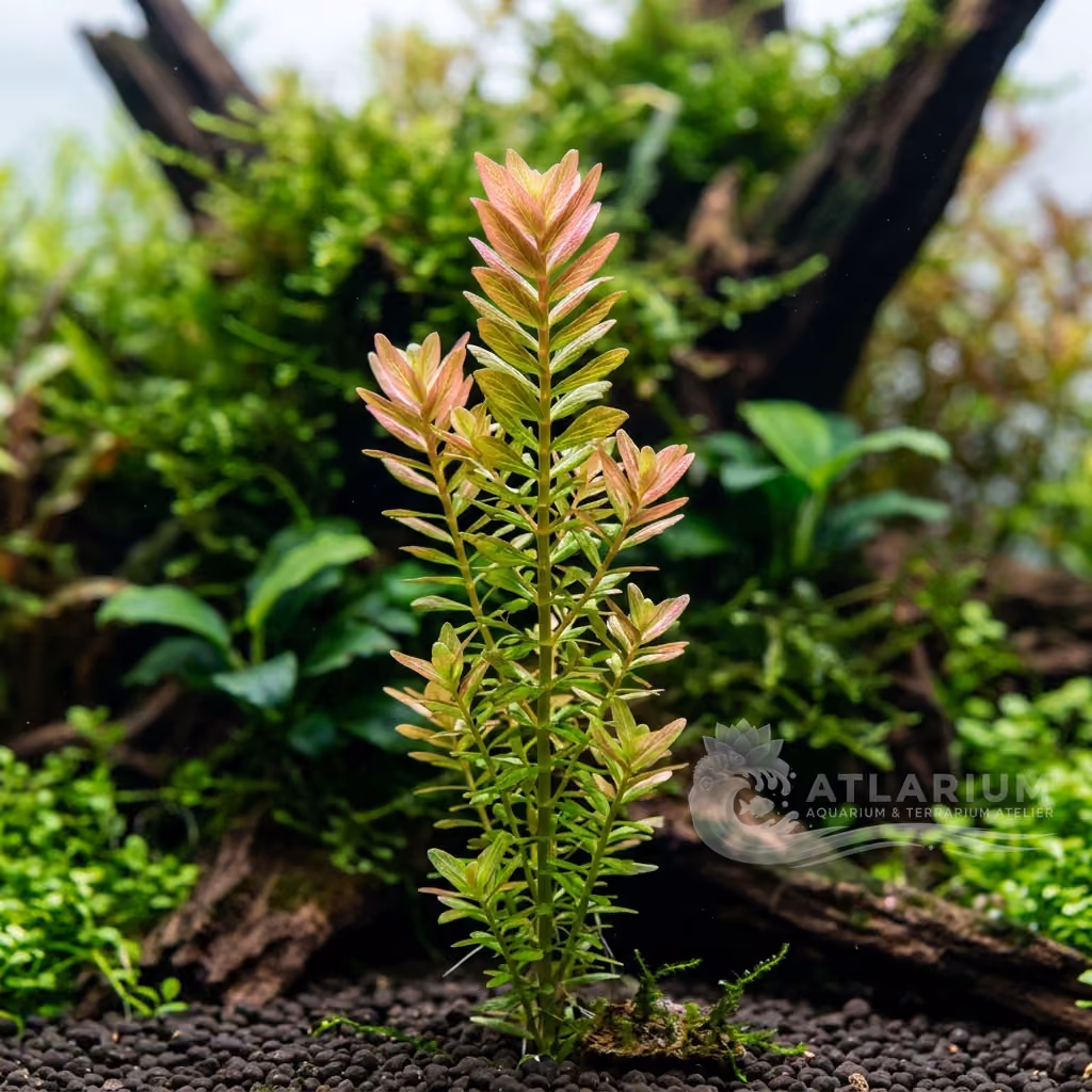 Rotala sp. 'Pearl' (Rotala sp. 'Pearl')