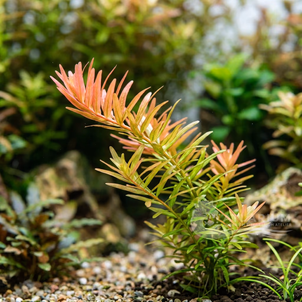Rotala sp. 'Vietnam' (Rotala sp. 'Vietnam')