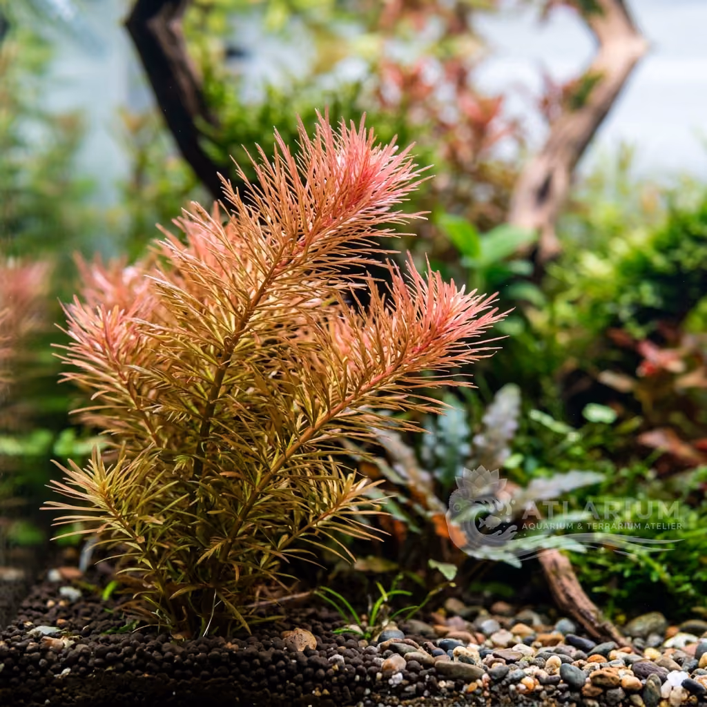 Whorled Rotala (Rotala wallichii)
