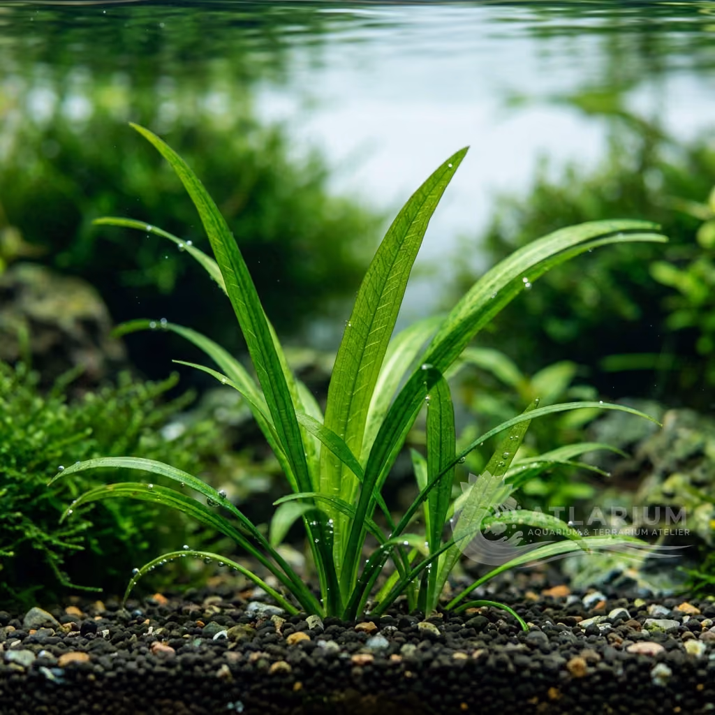 Sagittaria subulata (Sagittaria subulata)