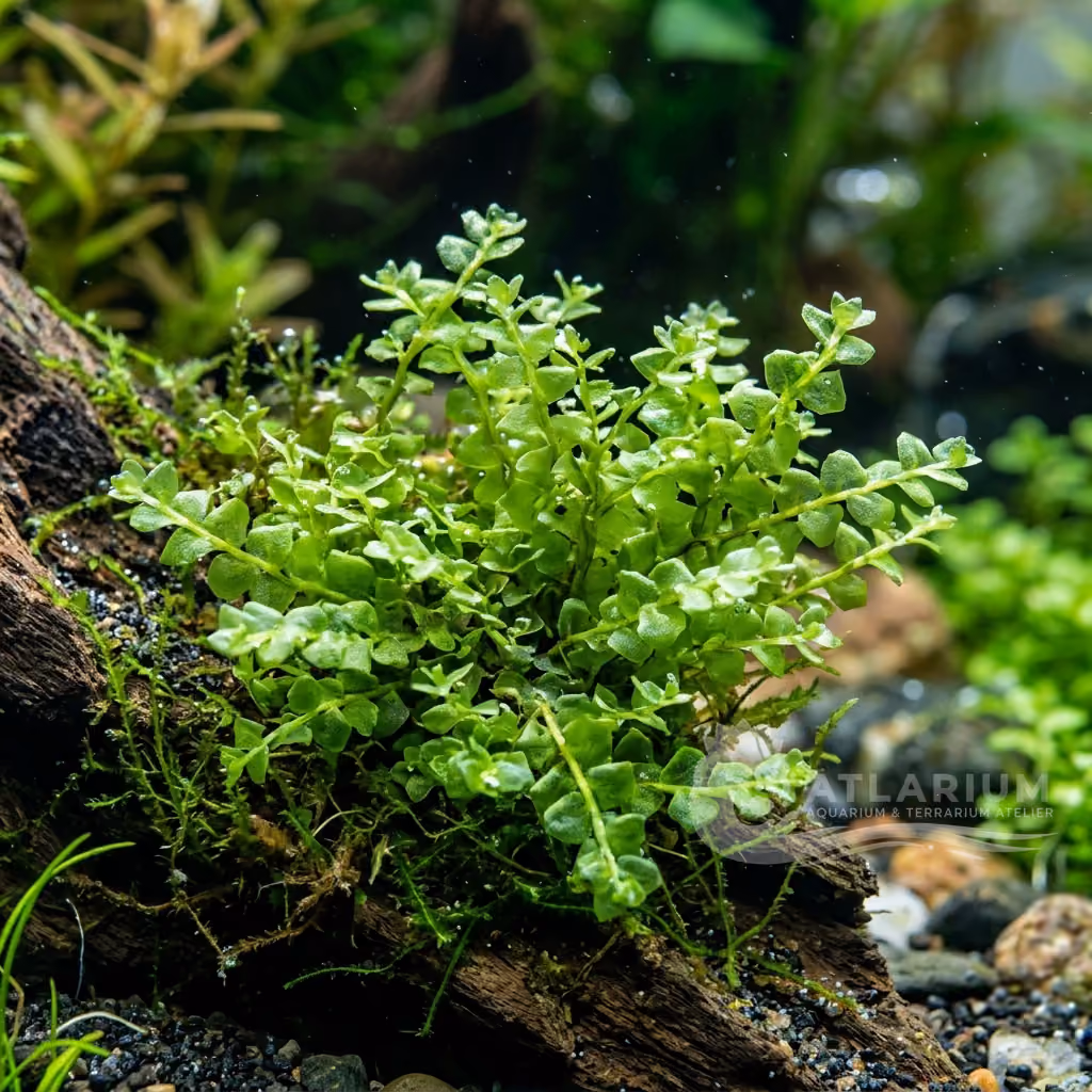 Solenostoma tetragonum (Solenostoma tetragonum)