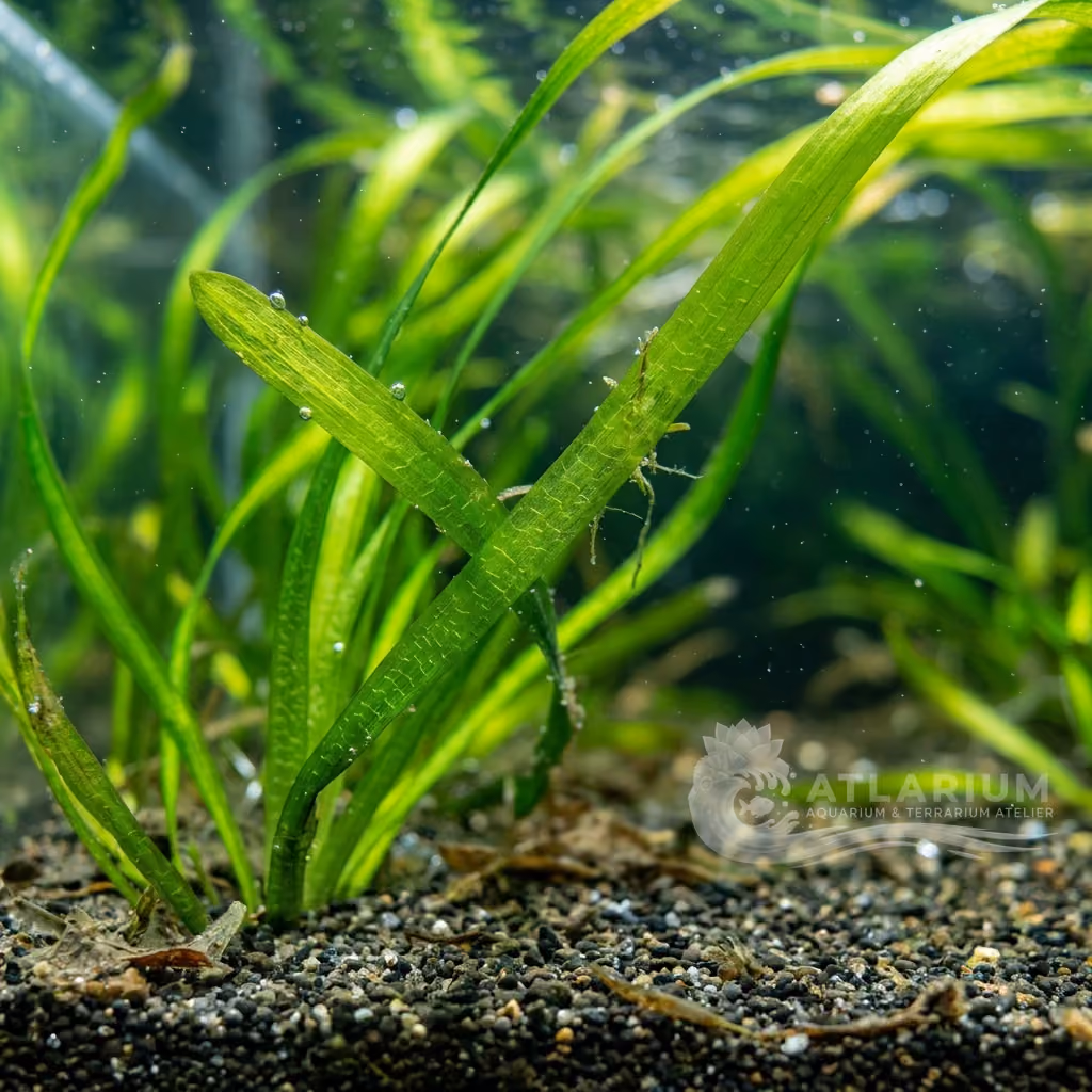 Vallisneria americana