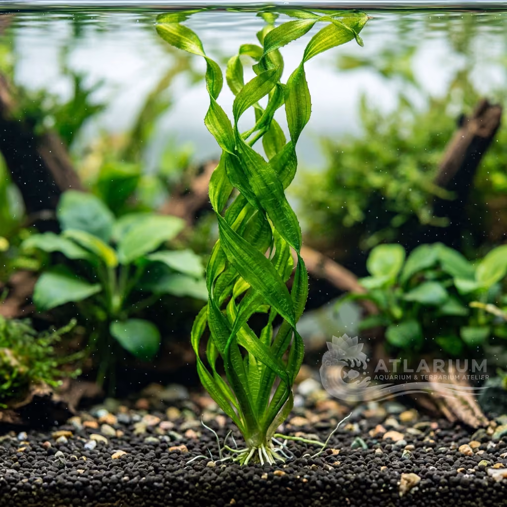 Vallisneria sp. 'Mini Twister'