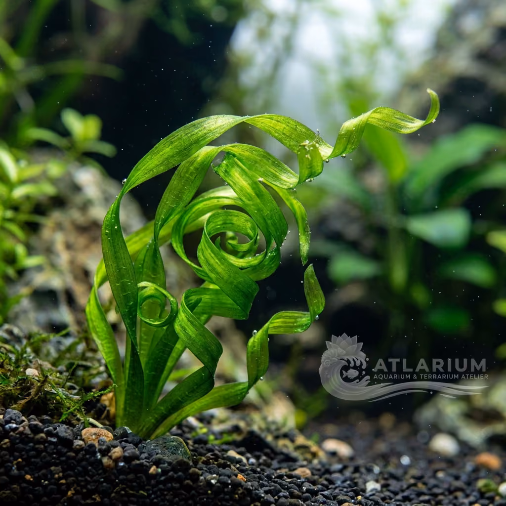 Vallisneria americana 'Mini Twister'