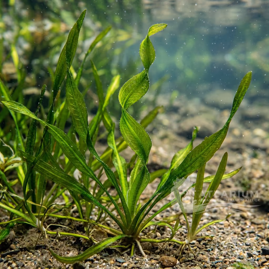 Vallisneria americana var. biwaensis