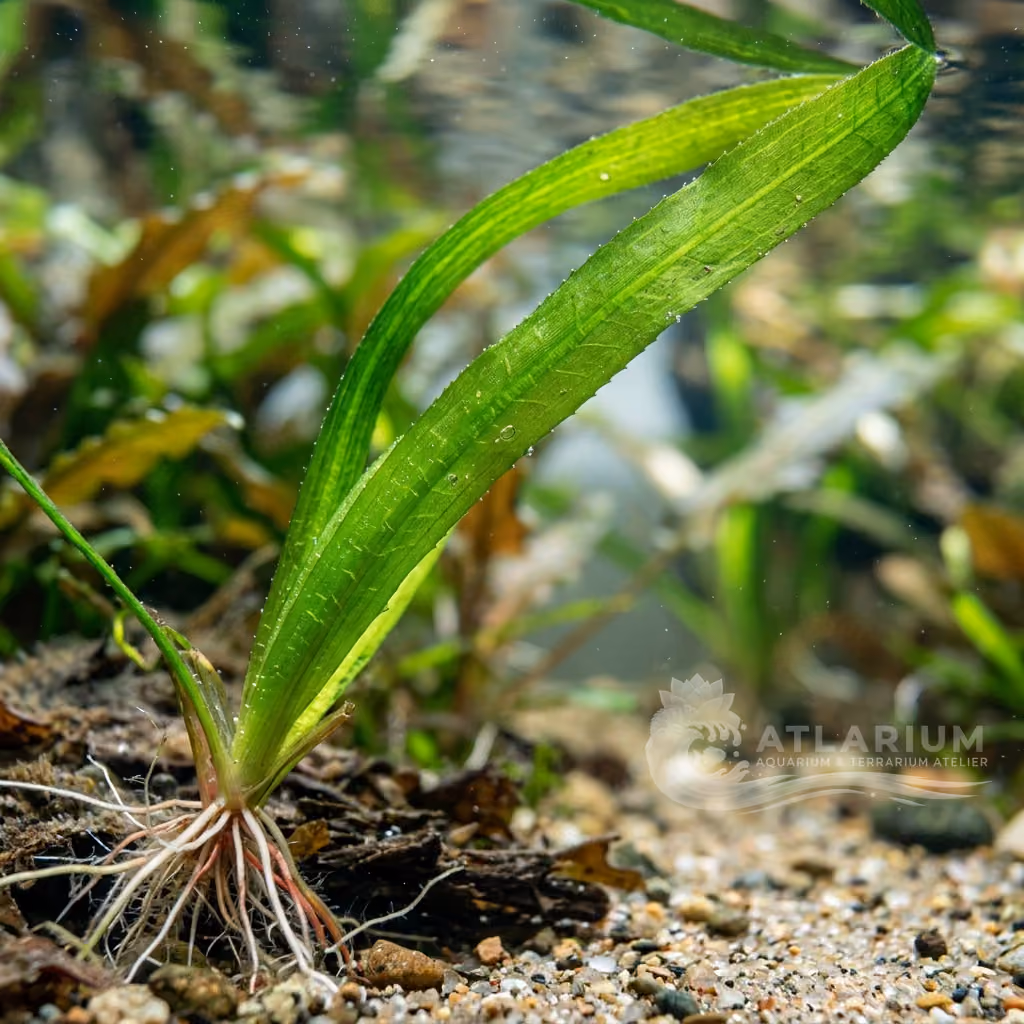 Vallisneria australis