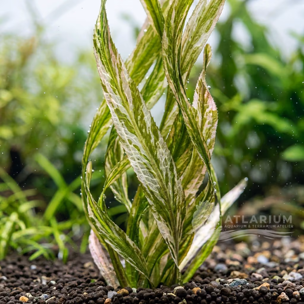 Vallisneria australis 'Marmor'