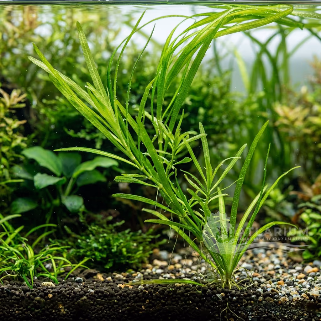 Vallisneria caulescens