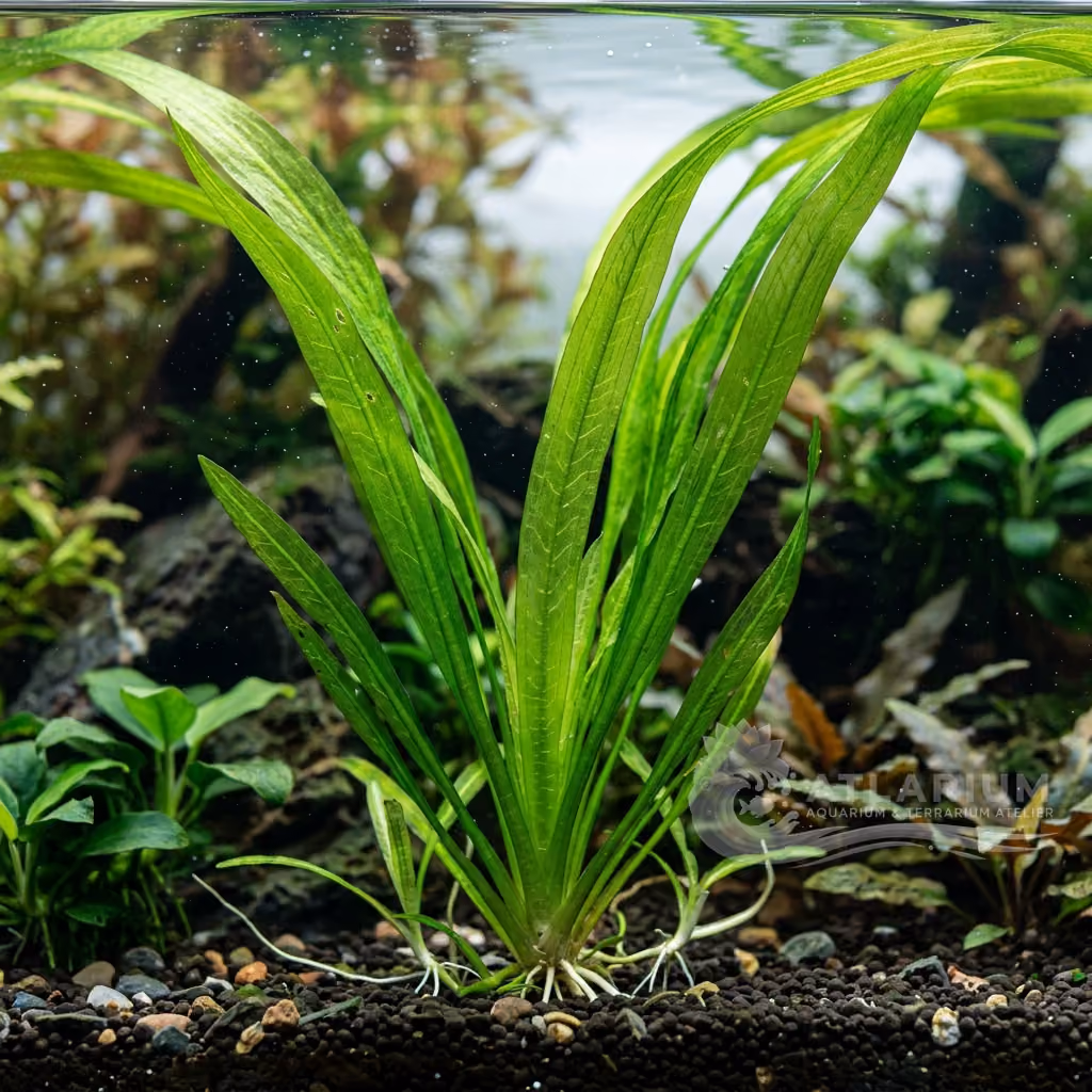Vallisneria gigantea