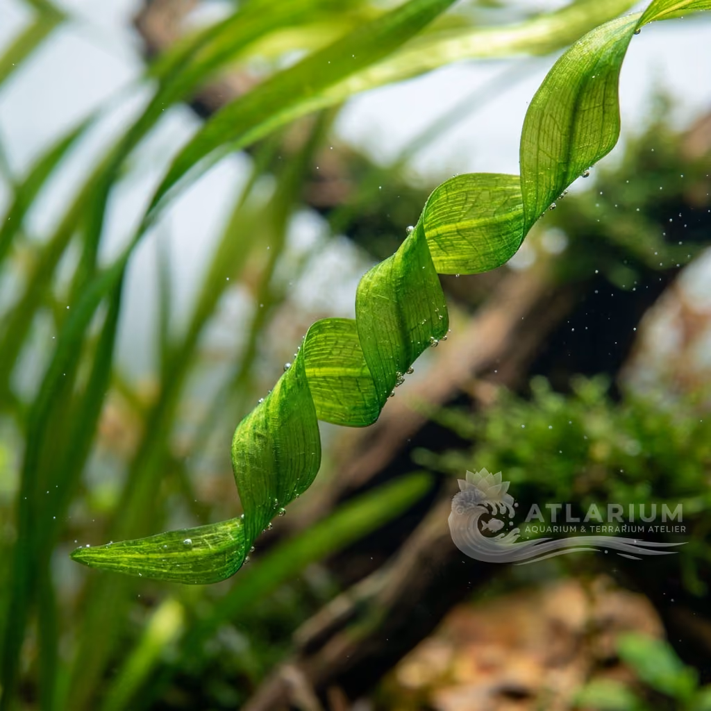 Vallisneria gigantea 'Curly'
