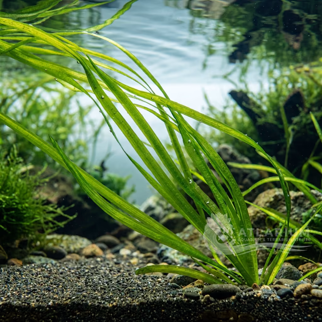 Vallisneria natans