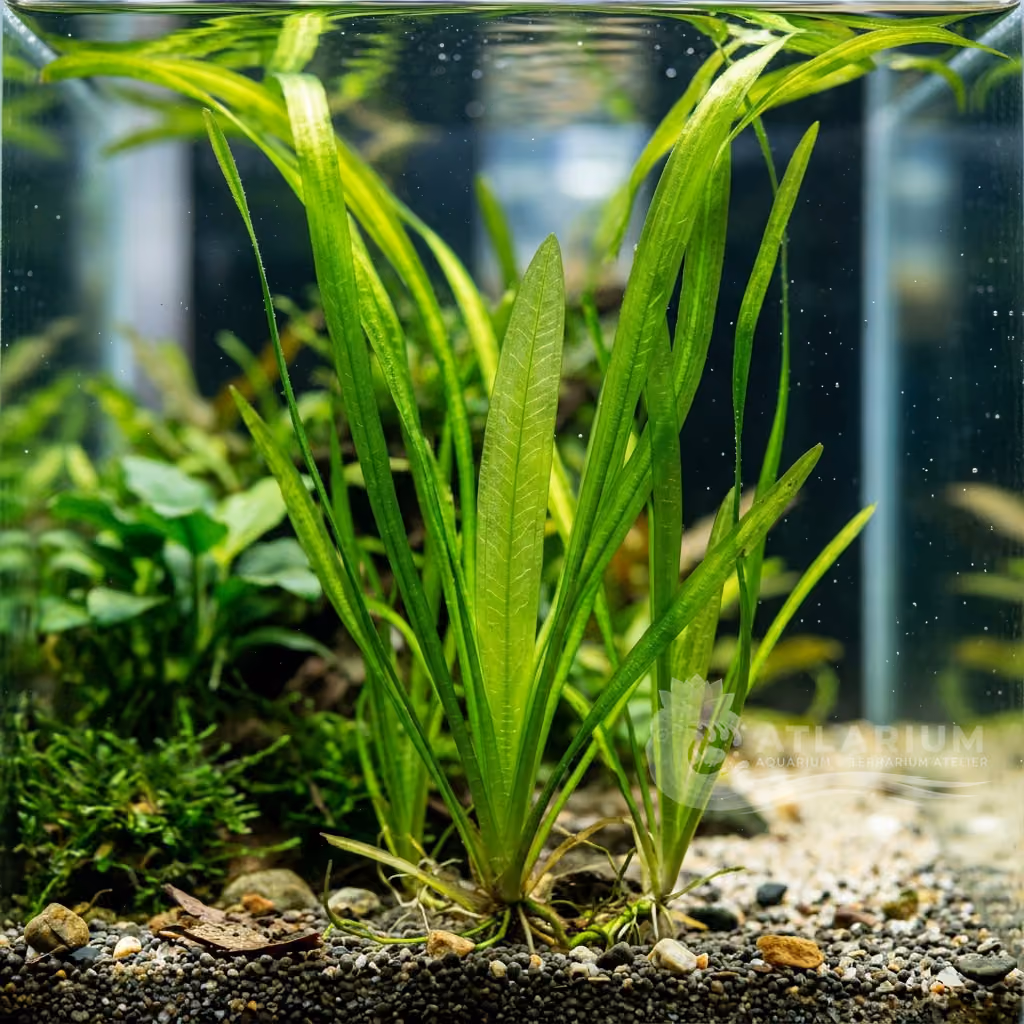 Vallisneria neotropicalis