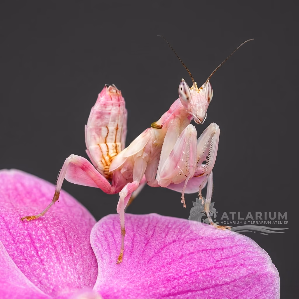 Mantide Orchidea (Hymenopus coronatus)