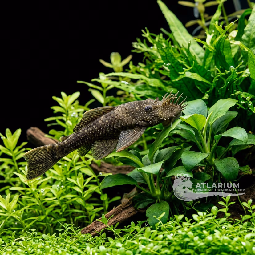 Bristlenose Pleco (Ancistrus)