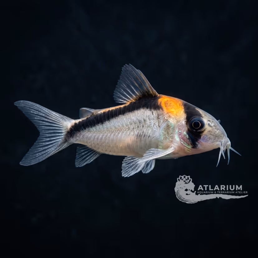 Corydoras di Adolfo