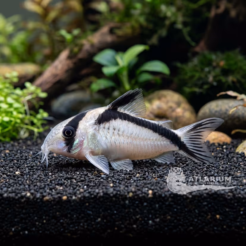 Corydoras arcuato