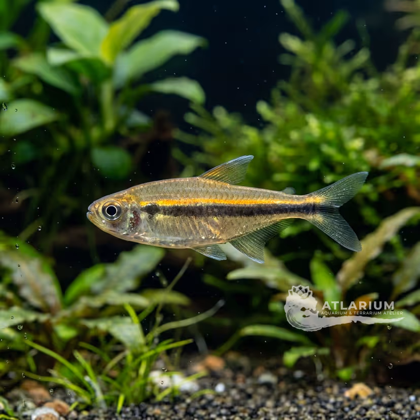 Agulha Tetra