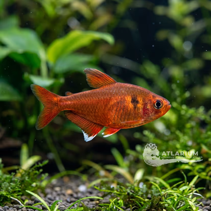 Copeland's Tetra