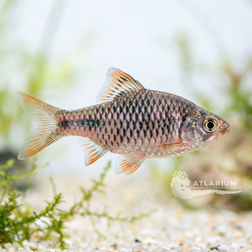 Checker Barb