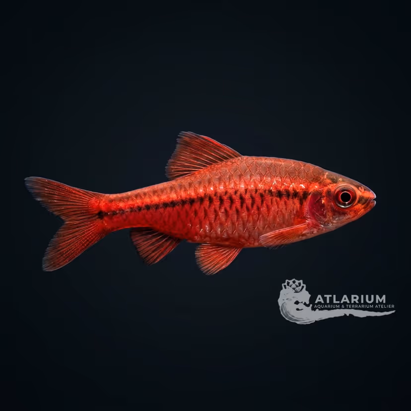 Cherry Barb