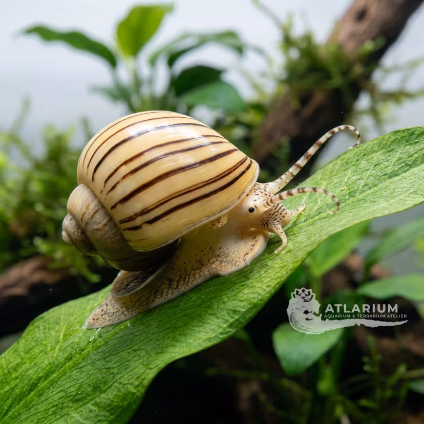 Caracol manzana cebra