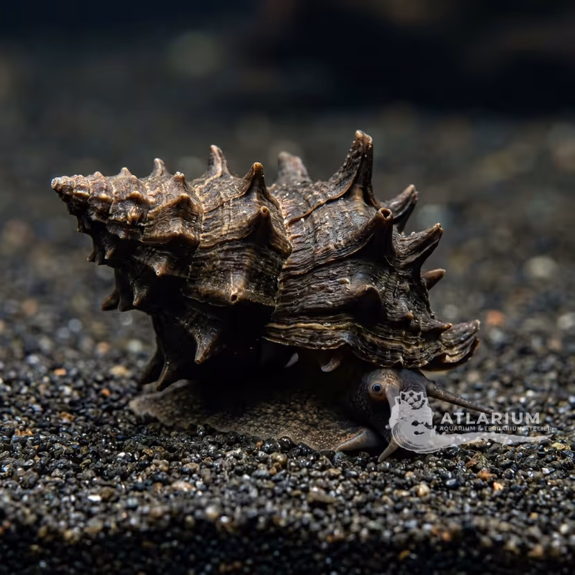 Caracol pagoda