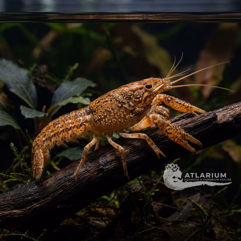 Cangrejo enano de Montezuma