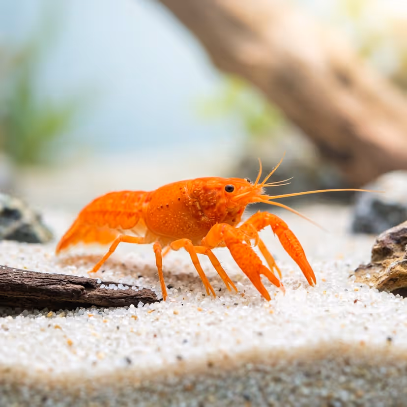 Orange dwarf crayfish (CPO)