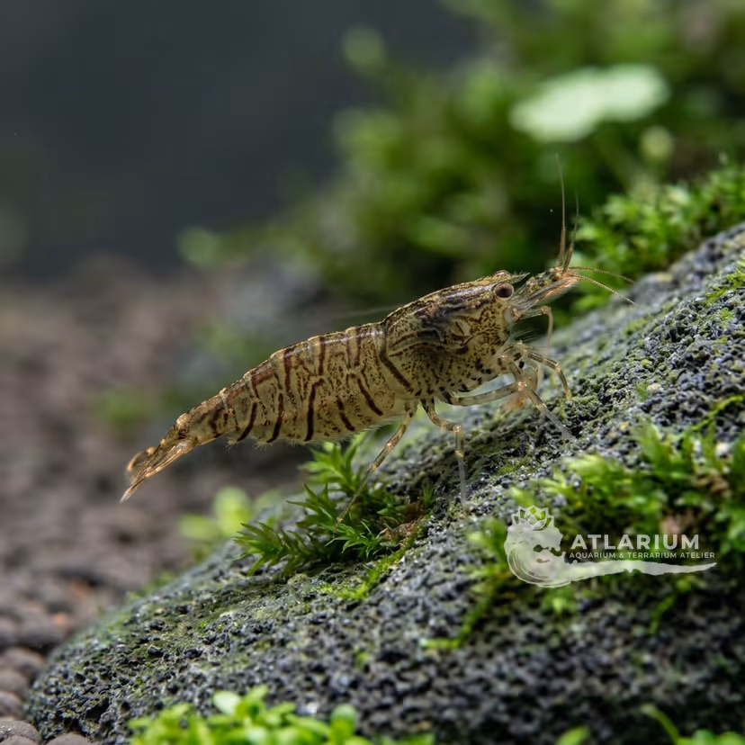 Gamba babaulti rayada