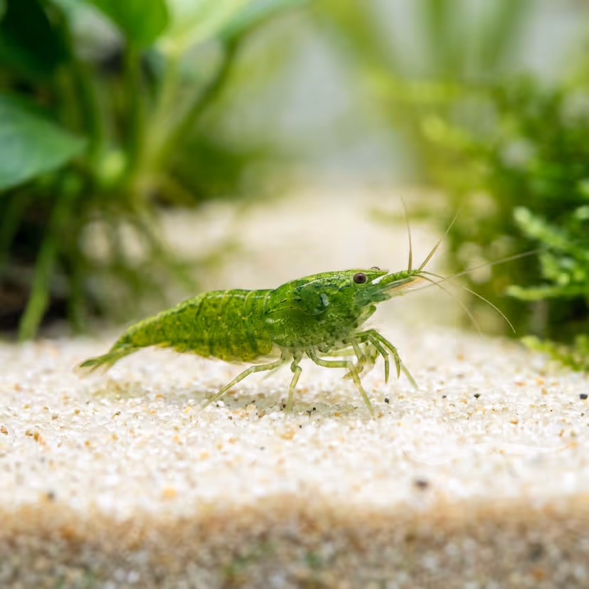 Gamba babaulti verde