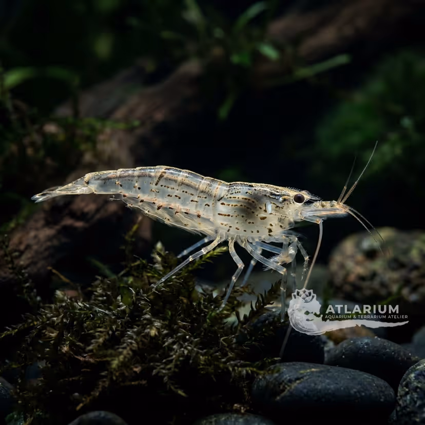 Amano Shrimp