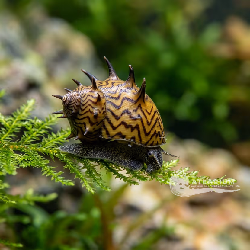 Caracol Clithon Corona