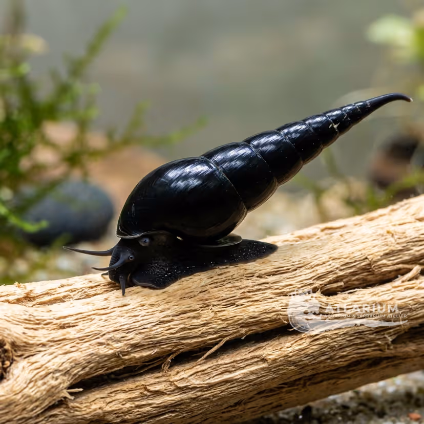 Caracol diablo negro